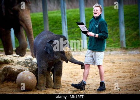 Un elemento di fissaggio interagisce con un baby elefante asiatico durante l'animale annuale constatazione a ZSL Whipsnade Zoo Foto Stock