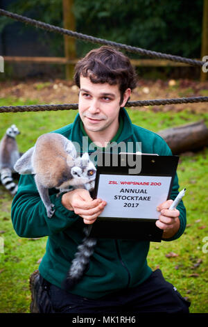 Un guardiano alimenta ringtailed lemuri durante l'animale annuale constatazione a ZSL Whipsnade Zoo Foto Stock