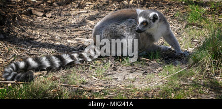 Anello-tailed lemure lo Zoo di Calgary Alberta Canada Foto Stock