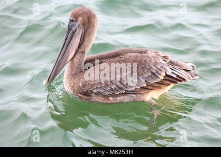 Florida Pelican galleggiante sull'oceano Foto Stock