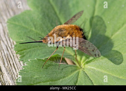 Beefly punteggiata con lunga proboscide in appoggio sulla lamina Costwolds REGNO UNITO Foto Stock
