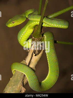 Bellissima femmina verde Phuket Rattlesnakes (Trimeresurus phuketensis) in una struttura ad albero su Phuket Thailandia. Foto Stock