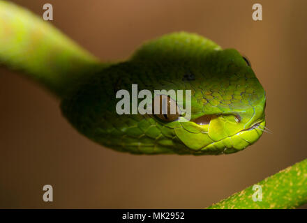 Bellissima femmina verde Phuket Rattlesnakes (Trimeresurus phuketensis) in una struttura ad albero su Phuket Thailandia. Foto Stock