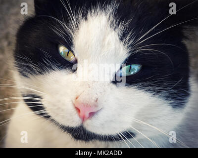 Bianco nero Cat ritratto da vicino Foto Stock