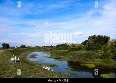 Le oche in campagna. Foto Stock