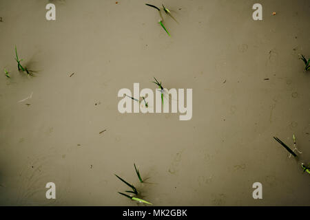 Risaie terrazzate di Oyama Senmaida sono mantenuti grazie al "sistema proprietario" che permette agli abitanti delle città di adottare piccolo appezzamento per piantare e raccogliere proprio riso Foto Stock