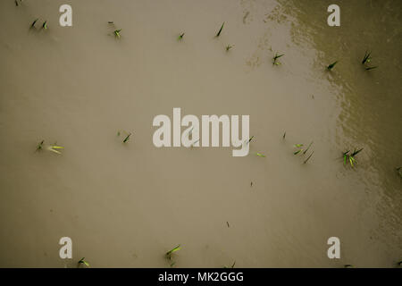 Risaie terrazzate di Oyama Senmaida sono mantenuti grazie al "sistema proprietario" che permette agli abitanti delle città di adottare piccolo appezzamento per piantare e raccogliere proprio riso Foto Stock