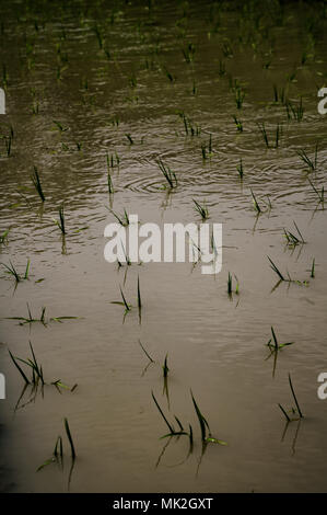 Risaie terrazzate di Oyama Senmaida sono mantenuti grazie al "sistema proprietario" che permette agli abitanti delle città di adottare piccolo appezzamento per piantare e raccogliere proprio riso Foto Stock