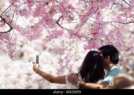 Coppia giovane tenendo selfie n ambiente romantico sotto il fiore di ciliegio alberi in Kungsträdgården Stoccolma Svezia Foto Stock