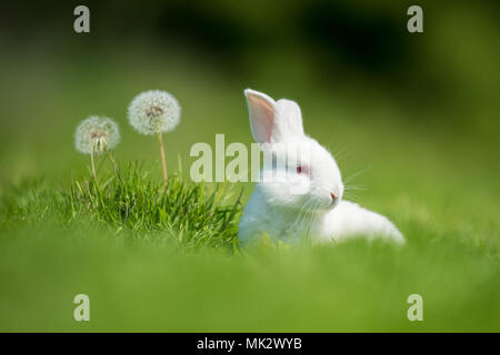 Piccolo coniglio bianco su verde erba nel giorno di estate Foto Stock