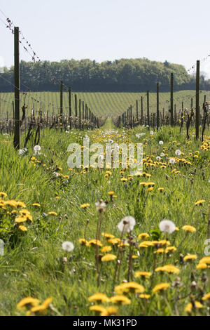 Denbies, Dorking, Surrey, Regno Unito. Il 6 maggio 2018. Migliaia di tarassaco fioritura tra i filari di viti al Denbies vigna vicino a Dorking, Surrey. Credito: Julia Gavin/Alamy Live News Foto Stock