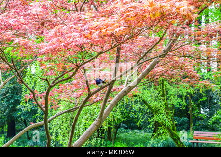 Hangzhou, Hangzhou, Cina. Il 7 maggio, 2018. Hangzhou, Cina-scenario del West Lake Scenic Area di Hangzhou, a est della Cina di Provincia dello Zhejiang. Credito: SIPA Asia/ZUMA filo/Alamy Live News Foto Stock