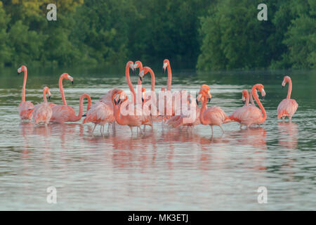 Fenicotteri rosa famiglia all'alba. Fenicotteri rosa raccogliere all'alba prima di partire per iniziare la loro giornata nel fiume Foto Stock