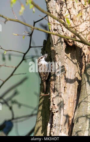 Un rampichino alpestre eurasiatica (Certhia familiaris) tenendo il materiale di nidificazione torna al sito di nido, campagna del Sussex, Regno Unito Foto Stock