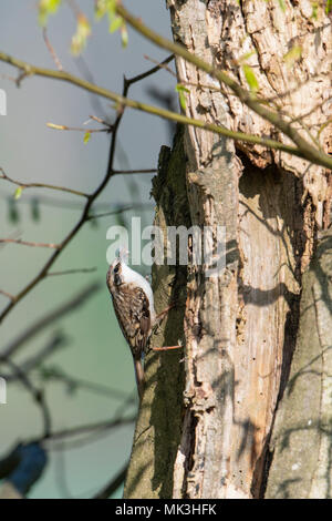 Un rampichino alpestre eurasiatica (Certhia familiaris) tenendo il materiale di nidificazione torna al sito di nido, campagna del Sussex, Regno Unito Foto Stock