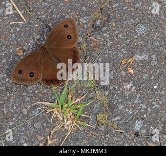 Shiromizu Yaehara è una zona suburbana di Ueda, Prefettura di Nara Foto Stock