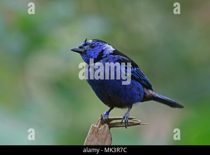 Un opale-rumped Tanager (Tangara velia) seduto su un ramoscello. Foto Stock