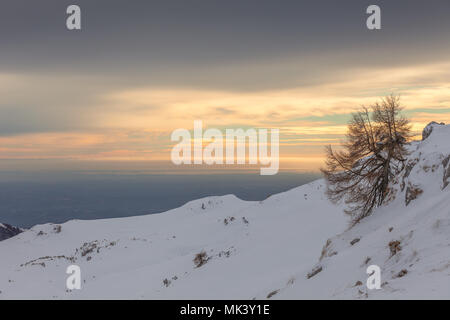 Larice solitario sul pendio nevoso con laguna veneziana in background, Col Visentin, Belluno, Veneto, Italia Foto Stock