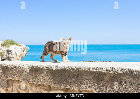 Vieste puglia, Italia - un gatto camminando sulla parete circostante di Vieste Foto Stock