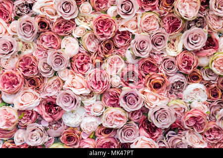Parete di roses in diverse tonalità di colore di sfondo rosa Foto Stock