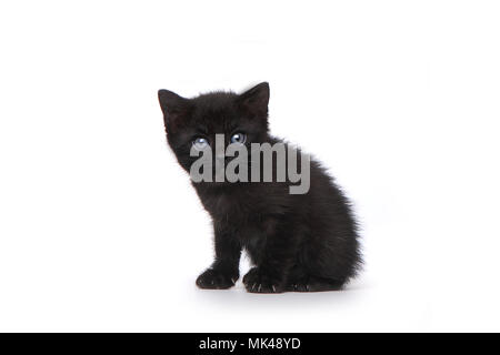 Adorabile cucciolo perfetto per un calendario Foto Stock