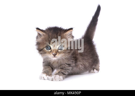 Adorabile cucciolo perfetto per un calendario Foto Stock