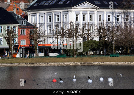 Cormorani in mezzo al lago di Lille Lungegaardsvann, nel centro di Bergen, Norvegia. Dietro è Marken 37 Akademiet Bergen FPG scuola. Foto Stock