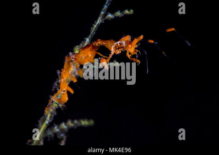 Varietà gialla di gamberetti scheletrici (Caprella sp.), Tulamben, Bali, Indonesia Foto Stock