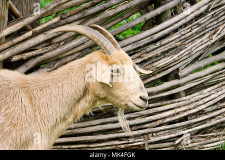Ritratto di una capra bianca in un vecchio villaggio Foto Stock