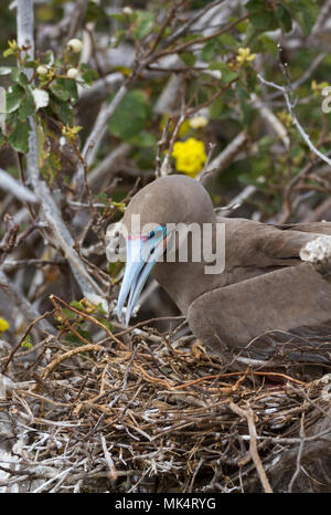 Rosso-footed booby (Sula sula) costruire un nido su isola Genovesa, Galapagos National Park, Ecuador Foto Stock