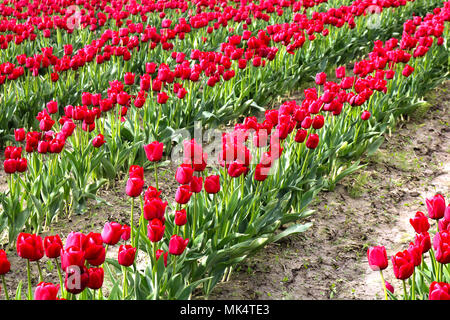 Righe di tulipani rossi durante la Skagit Valley Tulip Festival in Mount Vernon, Washington, Stati Uniti d'America. Foto Stock