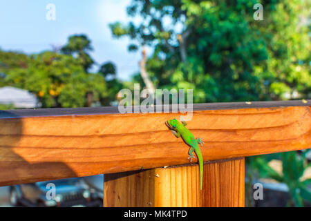 Un vivace verde oro Hawaiiano polvere giorno sorridente gecko come egli lambisce il suo occhio e si aggrappa a una ringhiera di legno. Foto Stock