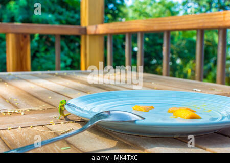 Un vivace verde oro Hawaiiano polvere day gecko fissando la telecamera come si arrampica su di una piastra di colazione per mangiare gli avanzi mango. Foto Stock