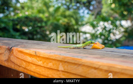 Un vivace verde oro Hawaiiano polvere day gecko leccare un pezzo fresco di mango succosa. Foto Stock