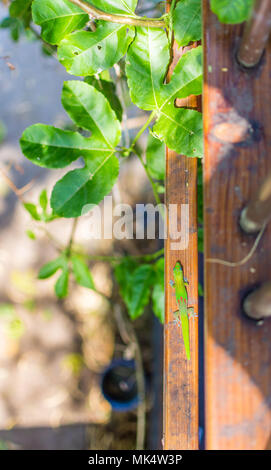 Un vivace verde oro Hawaiiano polvere day gecko camminando attraverso una stretta ringhiera in legno su una luminosa giornata di sole. Foto Stock