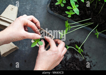 Piante giovani di essere trapiantato dal vassoio per pentole Foto Stock