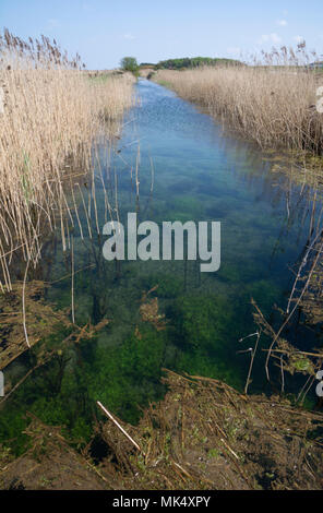 Canale di acqua tra i canneti. Foto Stock