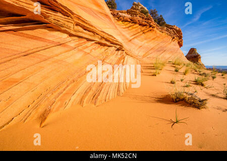 Strisce colorate nella scogliera di arenaria formazione pioppi neri americani accesso area sud Coyote Buttes Vermilion Cliffs National Monument in Arizona USA Foto Stock