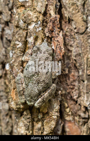 Rana grigia (Dryophytes [Hyla] versicolor) mimetica sulla corteccia dell'olmo, Iowa, USA. Foto Stock