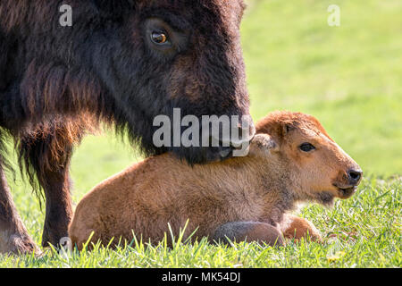 Femmina i bisonti americani (Bison bison) toelettatura un vitello, Neal Smith National Wildlife Reserve, Iowa, USA. Foto Stock