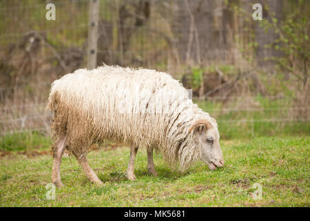 Shaggy patrimonio islandese pecore al pascolo pronti per il taglio. Icelandic Sheep è uno dei più antichi del mondo e più pura razze di pecora. (PR) Foto Stock