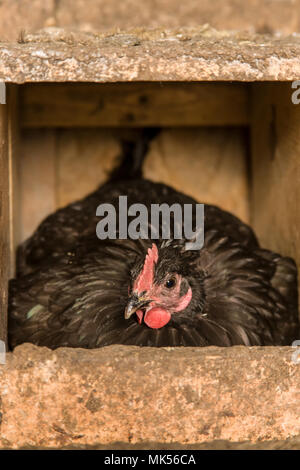 Garofano, Washington, Stati Uniti d'America. Nero Astralorp polli sono noti per essere buona nest sitter e madri. (PR) Foto Stock