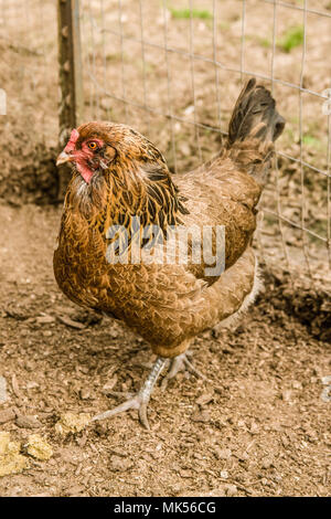 Garofano, Washington, Stati Uniti d'America. Ameraucana gallina a camminare in una penna all'esterno. Foto Stock