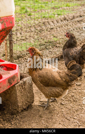 Garofano, Washington, Stati Uniti d'America. Ameraucana gallina attorno alla bevanda a partire da una stazione di irrigazione. (PR) Foto Stock