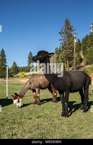 Leavenworth, nello Stato di Washington, USA. Alpaca alimentare al pascolo a matita viola Ranch. (PR) Foto Stock