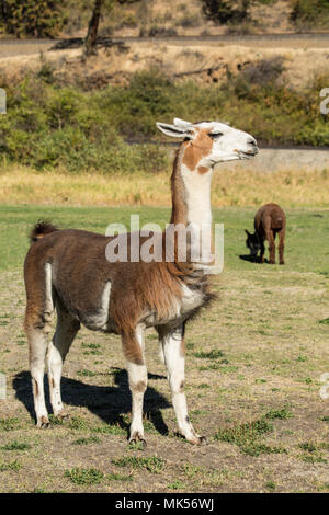 Leavenworth, nello Stato di Washington, USA. Alpaca alimentare al pascolo a matita viola Ranch. (PR) Foto Stock