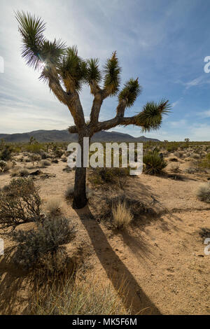 Joshua Tree con tardo pomeriggio di sole che filtra attraverso la struttura ad albero. Foto Stock