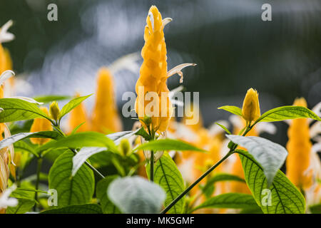 Primo piano del giallo Caesalpiniodae Leguminosae o candela Bush svizzera Foto Stock