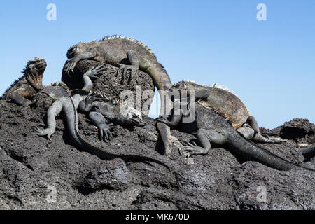 Un gruppo delle Galapagos iguane marine (Amblyrhynchus cristatus) sulla roccia lavica contro un cielo blu, Fernandina Island, Isole Galapagos, Ecuador Foto Stock