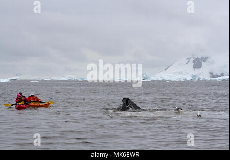 Neko Harbour, Antartide - Dicembre 25, 2016: Kayakers guarda come una Megattera (Megaptera novaeangliae) superfici mentre nelle vicinanze di alimentazione Foto Stock